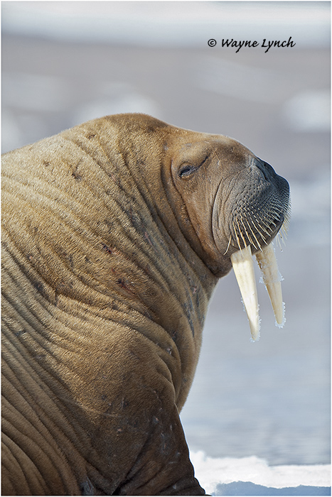 Atlantic Walrus 37 by Dr. Wayne Lynch &copy;